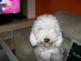 BOB