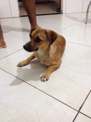 Cachorro raça Srd idade 7 a 11 meses nome Menina