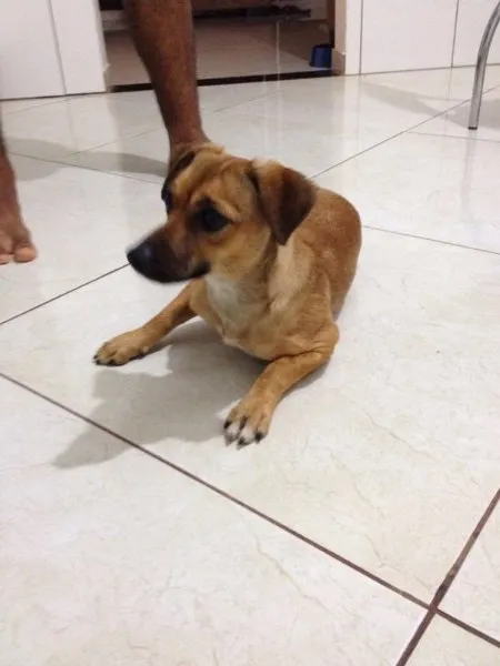 Cachorro ra a Srd idade 7 a 11 meses nome Menina