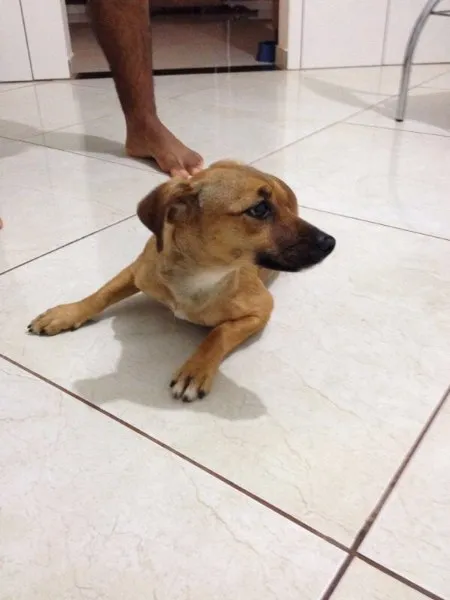 Cachorro ra a Srd idade 7 a 11 meses nome Menina