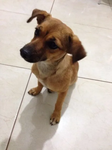 Cachorro ra a Srd idade 7 a 11 meses nome Menina