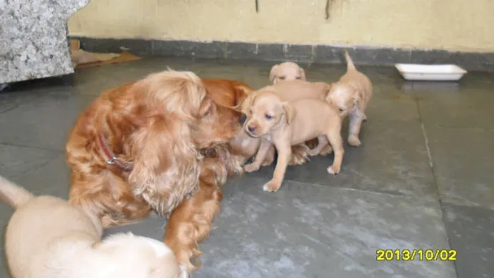 Cachorro ra a Vira lata idade Abaixo de 2 meses nome Vira lata
