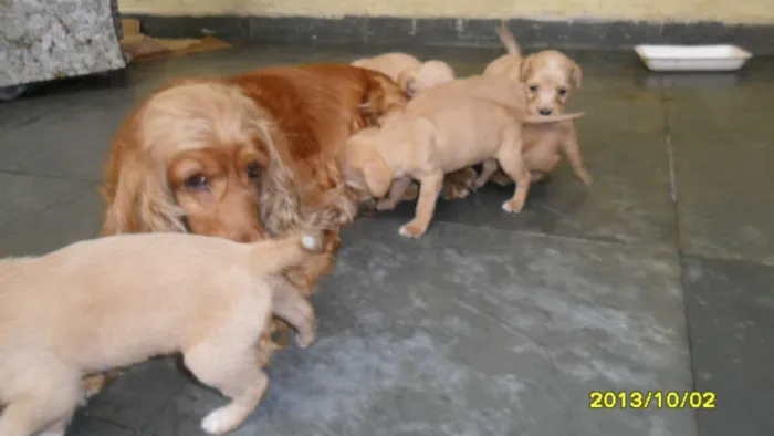 Cachorro ra a Vira lata idade Abaixo de 2 meses nome Vira lata