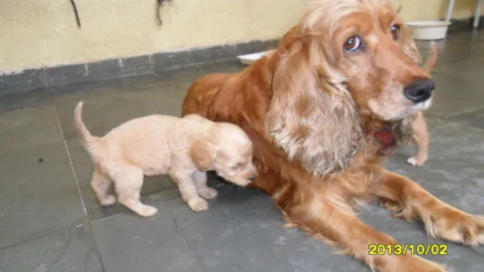 Cachorro ra a Vira lata idade Abaixo de 2 meses nome Vira lata