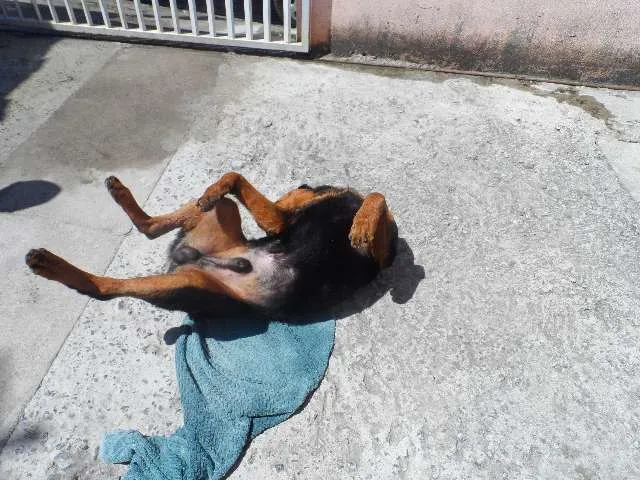 Cachorro ra a Rottweiler idade 7 a 11 meses nome rakan