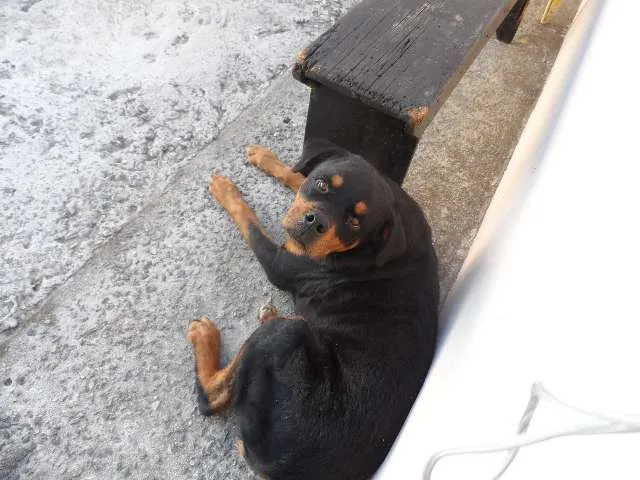 Cachorro ra a Rottweiler idade 7 a 11 meses nome rakan