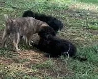 Cachorro ra a Vira Lata idade Abaixo de 2 meses nome bgghg