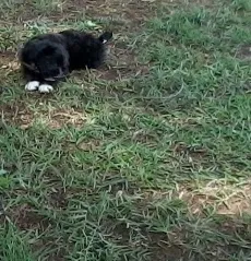 Cachorro ra a Vira Lata idade Abaixo de 2 meses nome bgghg
