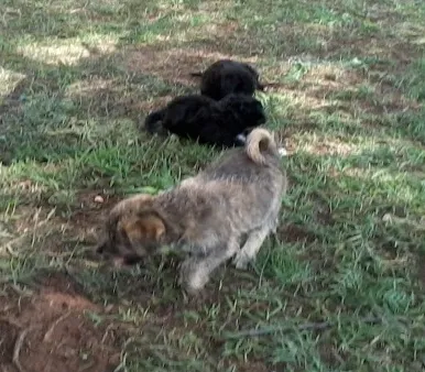 Cachorro ra a Vira Lata idade Abaixo de 2 meses nome bgghg