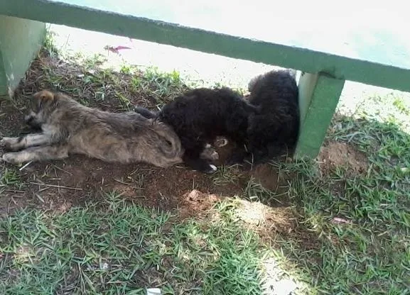 Cachorro ra a Vira Lata idade Abaixo de 2 meses nome bgghg
