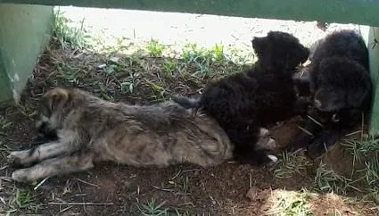 Cachorro ra a Vira Lata idade Abaixo de 2 meses nome bgghg