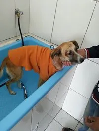 Cachorro raça SRD idade 4 anos nome Shirah Cotia
