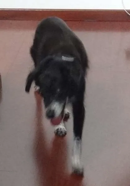 Cachorro ra a SRD idade 6 ou mais anos nome Tequinha GRATIFICA