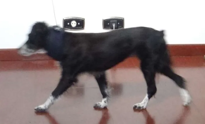Cachorro ra a SRD idade 6 ou mais anos nome Tequinha GRATIFICA