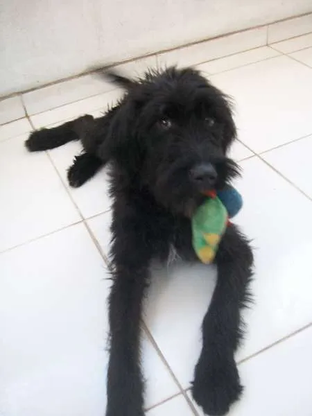 Cachorro raça SRD idade 7 a 11 meses nome NEGUINHO