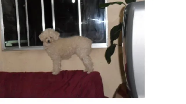 Cachorro ra a Poodle idade 5 anos nome BIA