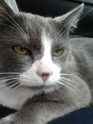 Gato raça SRD idade 7 a 11 meses nome Tom