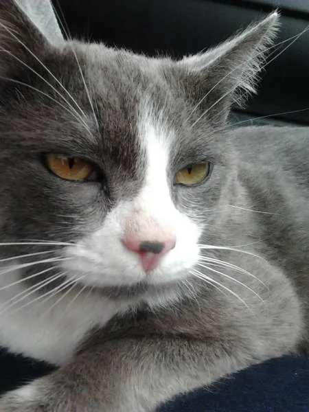 Gato ra a SRD idade 7 a 11 meses nome Tom