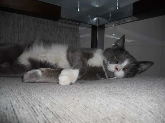 Gato ra a SRD idade 7 a 11 meses nome Tom