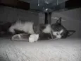 Tom