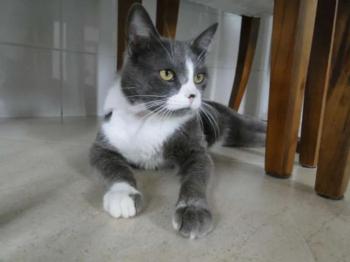 Gato ra a SRD idade 7 a 11 meses nome Tom