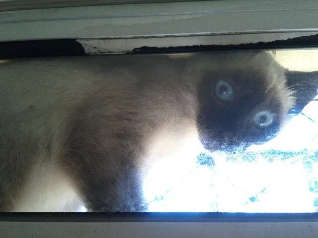 Gato ra a Siamês idade 2 a 6 meses nome Dudu