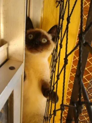 Gato raça Siamês idade 2 a 6 meses nome Dudu