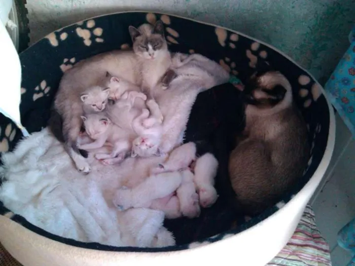 Gato ra a Vira Lata idade 2 a 6 meses nome Miaús