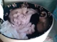 Miaús