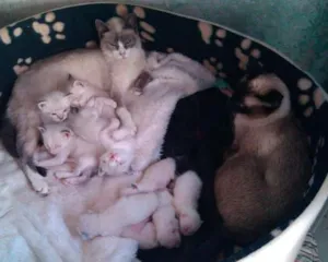 Gato raça Vira Lata idade 2 a 6 meses nome Miaús