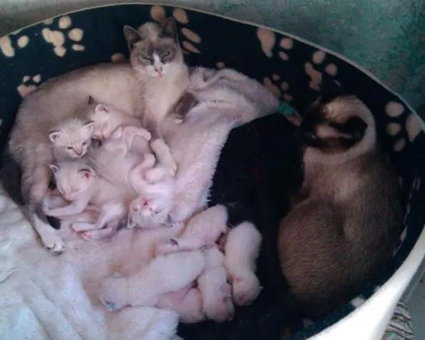 Gato ra a Vira Lata idade 2 a 6 meses nome Miaús
