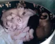 Miaús