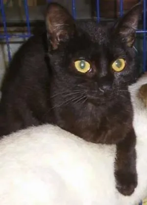 Gato raça SRD idade 2 a 6 meses nome Pietra