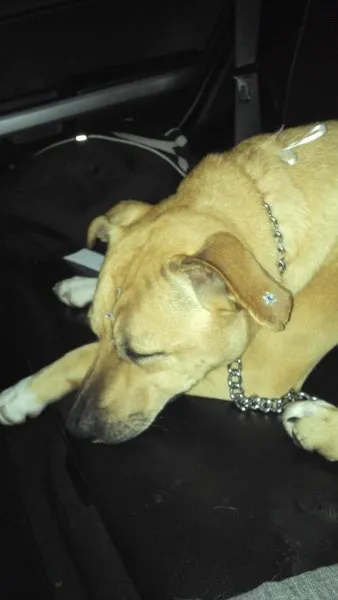 Cachorro ra a SRD idade 1 ano nome Vida