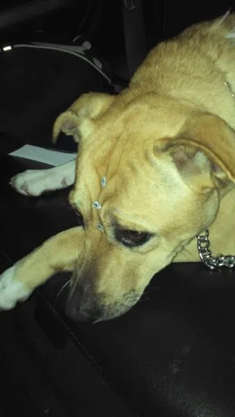 Cachorro ra a SRD idade 1 ano nome Vida