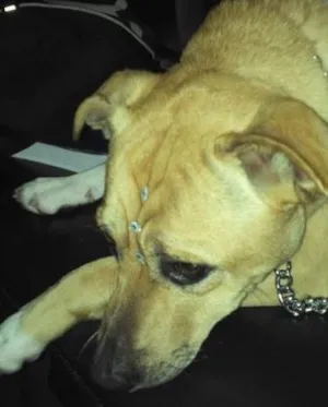 Cachorro raça SRD idade 1 ano nome Vida