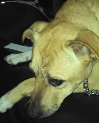 Cachorro ra a SRD idade 1 ano nome Vida