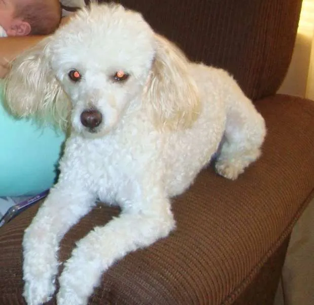 Cachorro ra a Poodle idade 6 ou mais anos nome Billy
