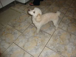 Cachorro raça Poodle idade 6 ou mais anos nome Billy