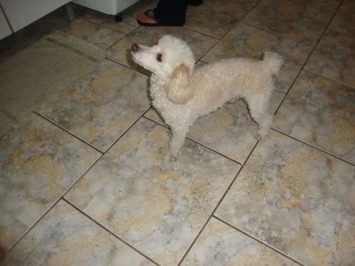 Cachorro ra a Poodle idade 6 ou mais anos nome Billy