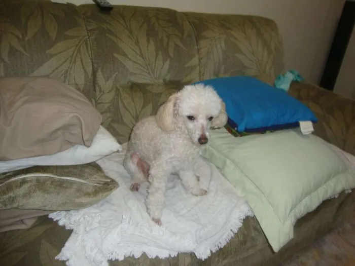 Cachorro ra a Poodle idade 6 ou mais anos nome Billy