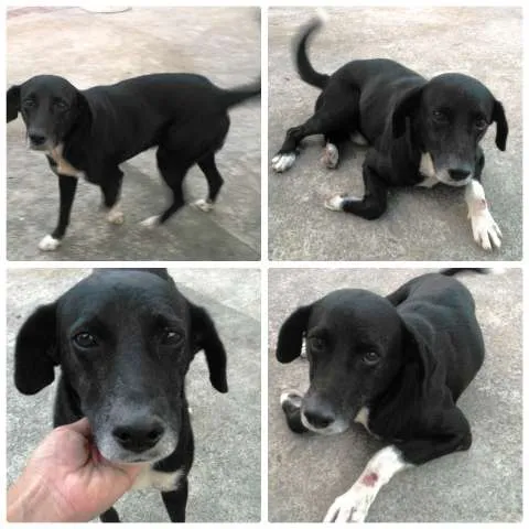 Cachorro ra a SRD idade 4 anos nome Negão