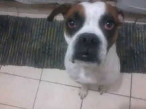 Cachorro raça Boxer idade 1 ano nome Bruce