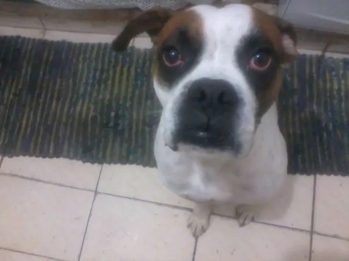 Cachorro ra a Boxer idade 1 ano nome Bruce