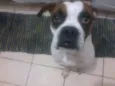 Bruce