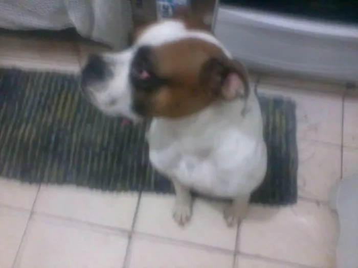 Cachorro ra a Boxer idade 1 ano nome Bruce