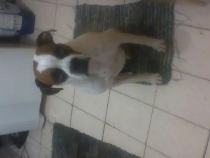 Cachorro ra a Boxer idade 1 ano nome Bruce