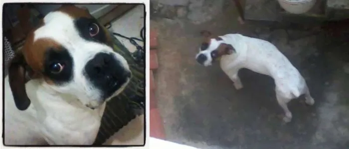 Cachorro ra a Boxer idade 1 ano nome Bruce