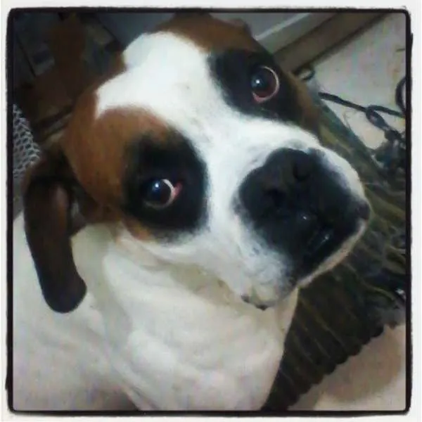 Cachorro ra a Boxer idade 1 ano nome Bruce