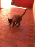 Linda Gatinha
